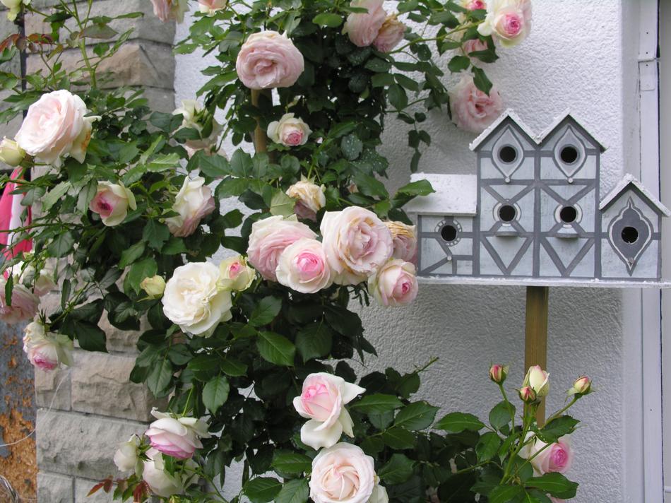 Pierre de Ronsard Rosen am Vogelhaus